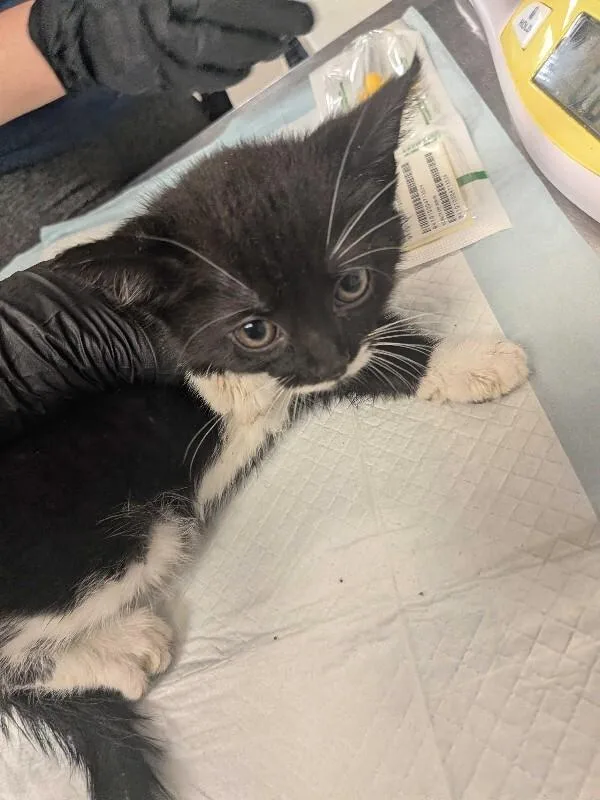 A young small-sized female Black & White / Tuxedo Domestic Long Hair cat named Wright for adoption in Cincinnati, OH