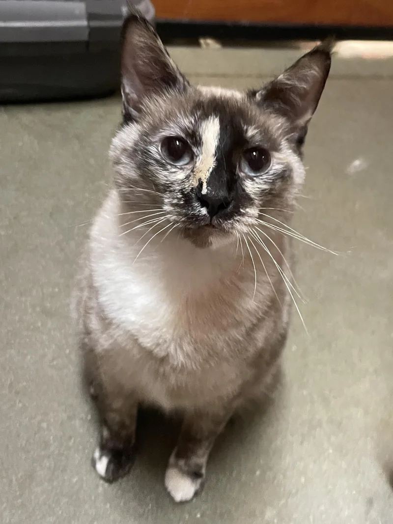 A young medium-sized female Siamese cat named Bella for adoption in Simpsonville, SC