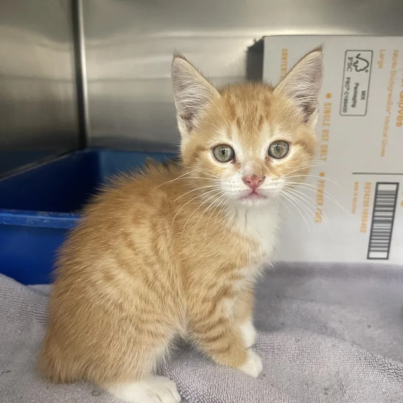 A baby small-sized male Orange / Red Domestic Short Hair cat named Cheese for adoption in Auburn, AL