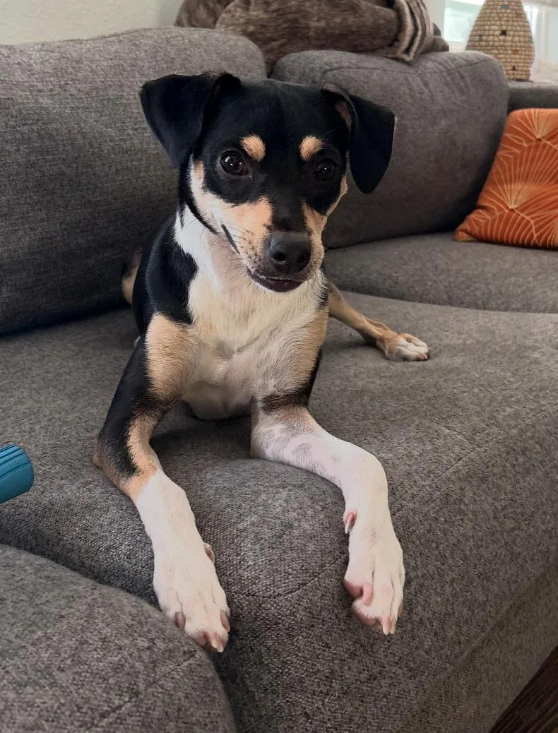 A young medium-sized female Hound dog named Franny for adoption in Osteen, FL