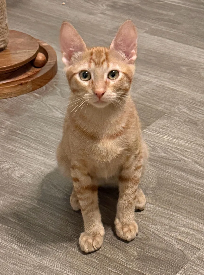 A baby medium-sized male Tabby (Orange / Red) Domestic Short Hair cat named Guido for adoption in Fort Worth, TX