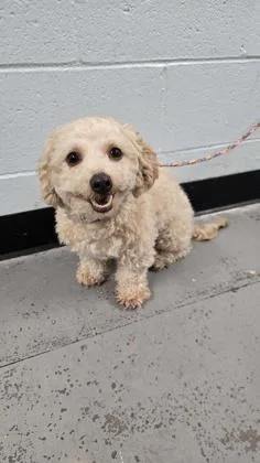 A young small-sized male White / Cream Poodle dog named Grunkle Stan for adoption in Sacramento, CA