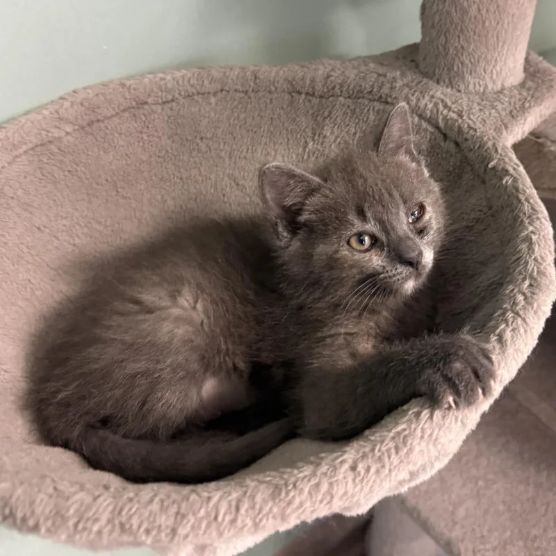A baby small-sized female Gray / Blue / Silver Domestic Short Hair cat named Bubbles for adoption in South Elgin, IL