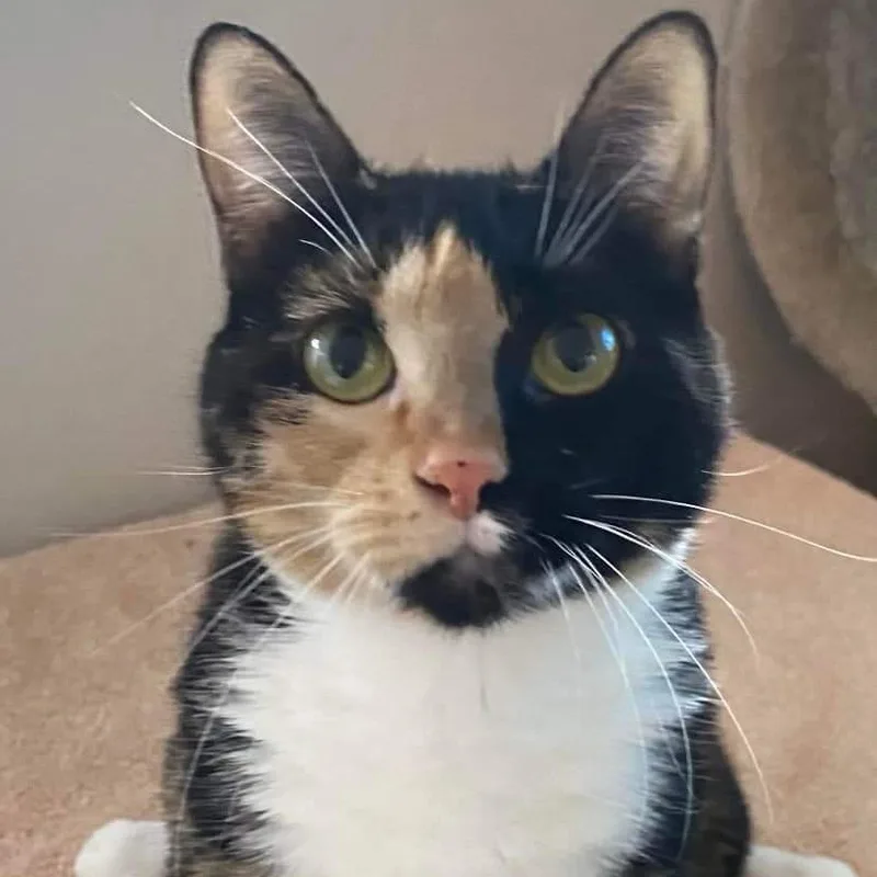 An adult medium-sized female Calico cat named Ariel for adoption in St. George, UT
