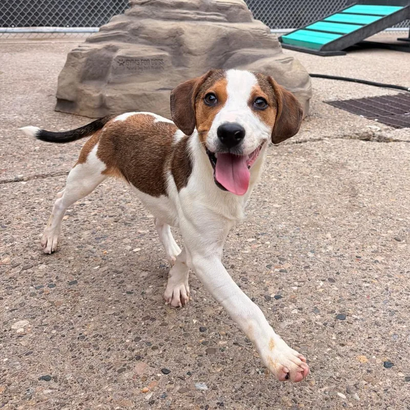 A young small-sized male Brown / Chocolate Mixed Breed dog named Bow Tie for adoption in Charleston, WV