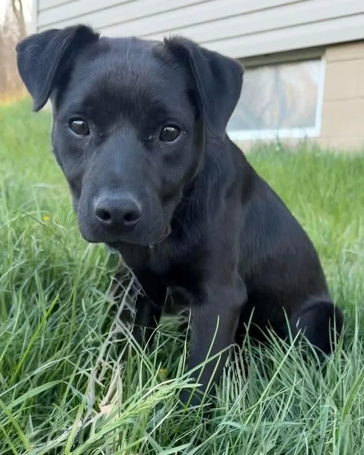 A baby medium-sized male Labrador Retriever dog named Lucien for adoption in Washington , PA