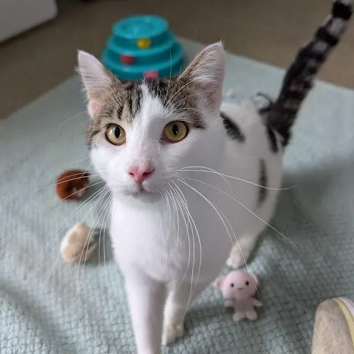 An adult large-sized male White Domestic Short Hair cat named Huey Lewis for adoption in Chicago, IL