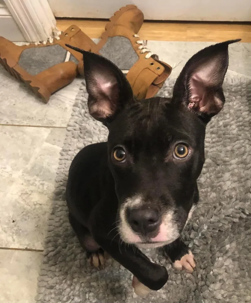 A young small-sized female Terrier dog named Emmylou for adoption in Irmo, SC