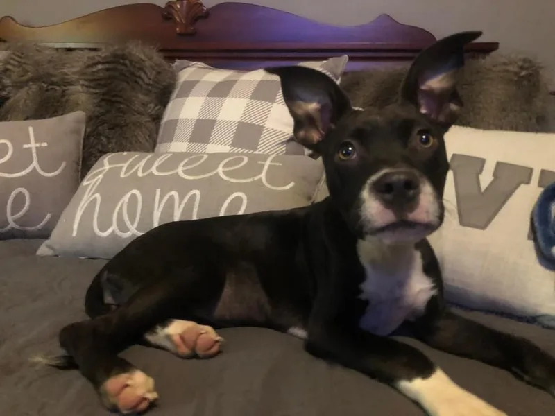 Emmylou thumbnail 3