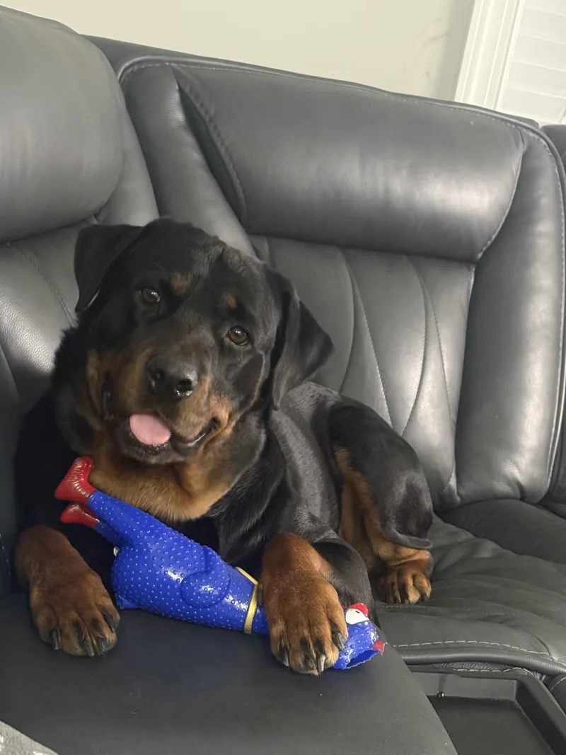 A young large-sized female Black Rottweiler dog named Jade for adoption in Arlington, TX