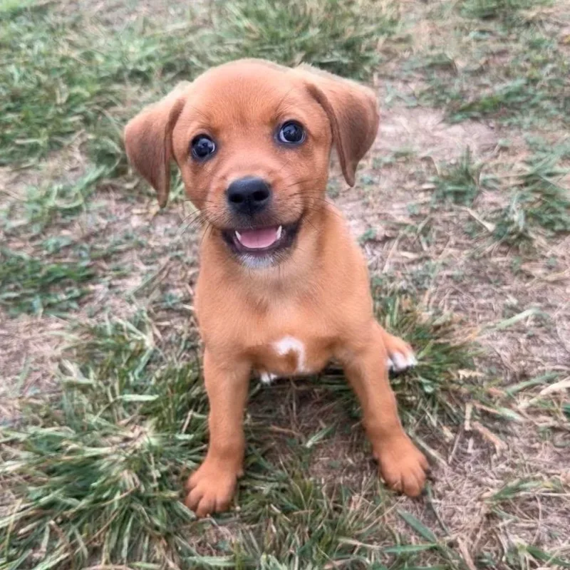 A baby medium-sized female Beagle dog named Brooklyn Baby for adoption in Lexington, KY