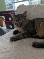 An adult small-sized male Domestic Short Hair cat named Meowgi for adoption in West Chester, PA