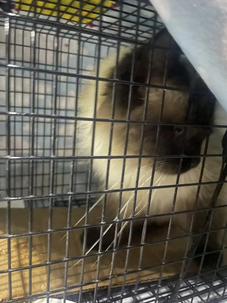 A young medium-sized female Domestic Short Hair cat named Gretchen for adoption in St. Cloud, MN