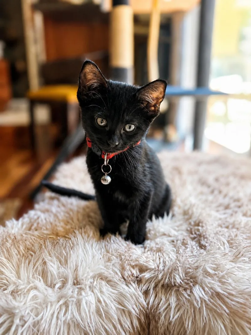 A baby medium-sized female Black Domestic Short Hair cat named Spot for adoption in Fort Worth, TX