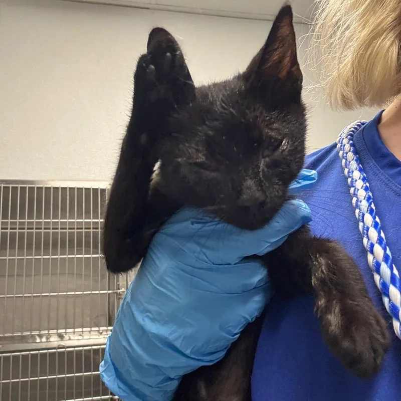 A baby small-sized male Black Domestic Short Hair cat named Miracle for adoption in Greenville, SC