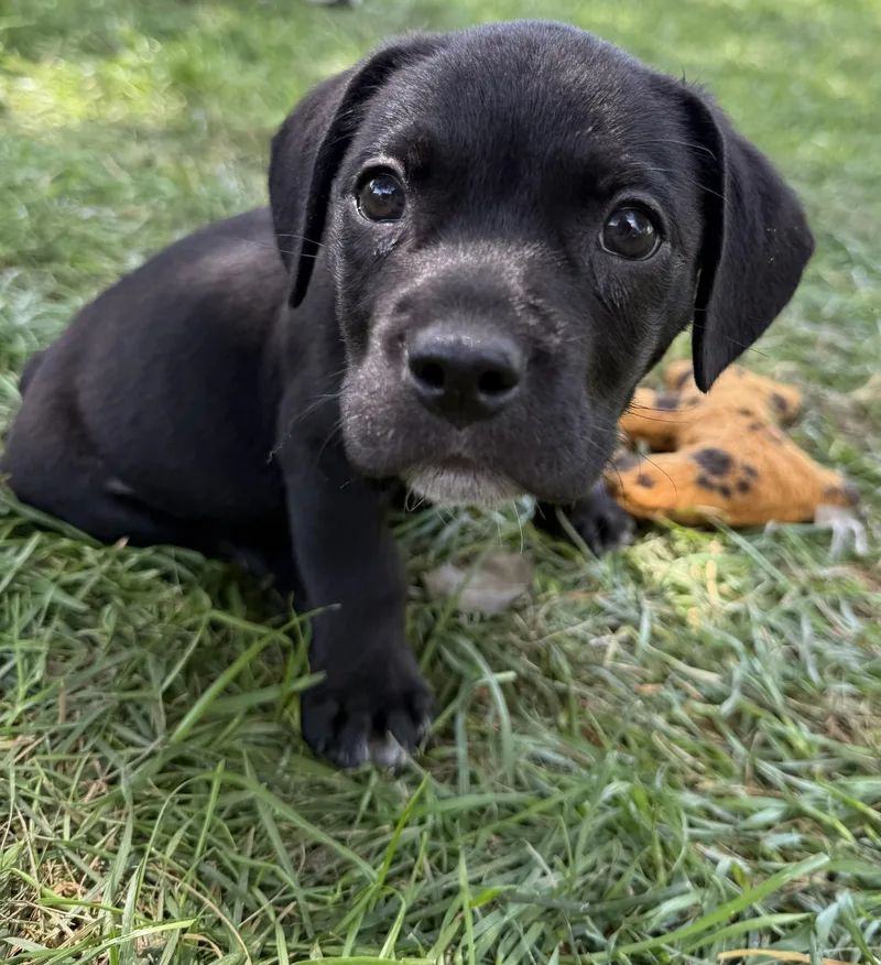 Sausage