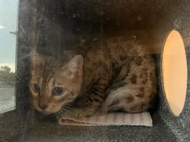 An adult medium-sized female Bengal cat named Jasmine for adoption in Colorado Springs, CO