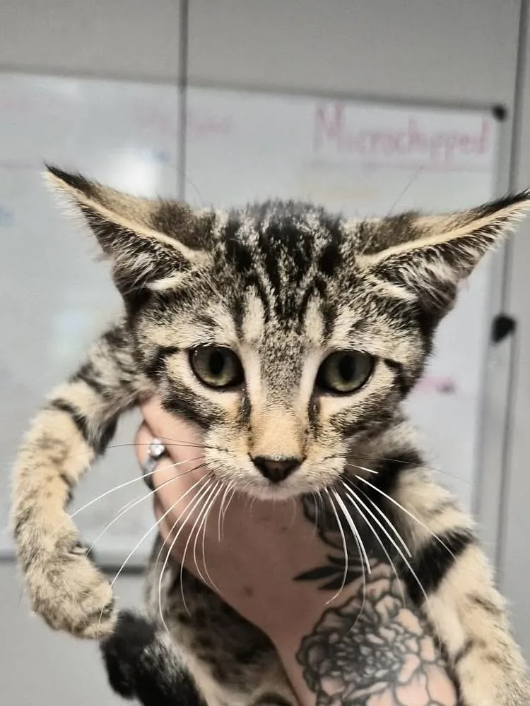A baby medium-sized male Domestic Short Hair cat named Squirt for adoption in Bolivar, MO