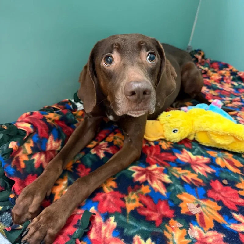 An adult medium-sized female Brown / Chocolate Mixed Breed dog named Felicity for adoption in Titusville, FL