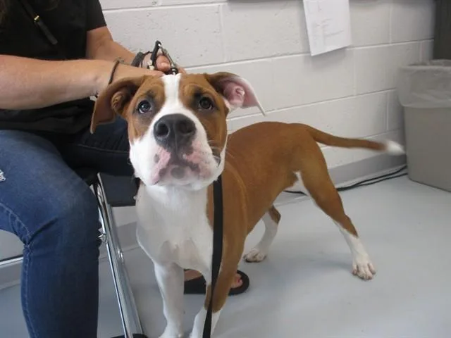 A baby large-sized male Boxer dog named A for adoption in Ocala, FL