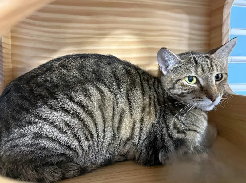 A young medium-sized female Domestic Short Hair cat named Violetta for adoption in Colorado Springs, CO