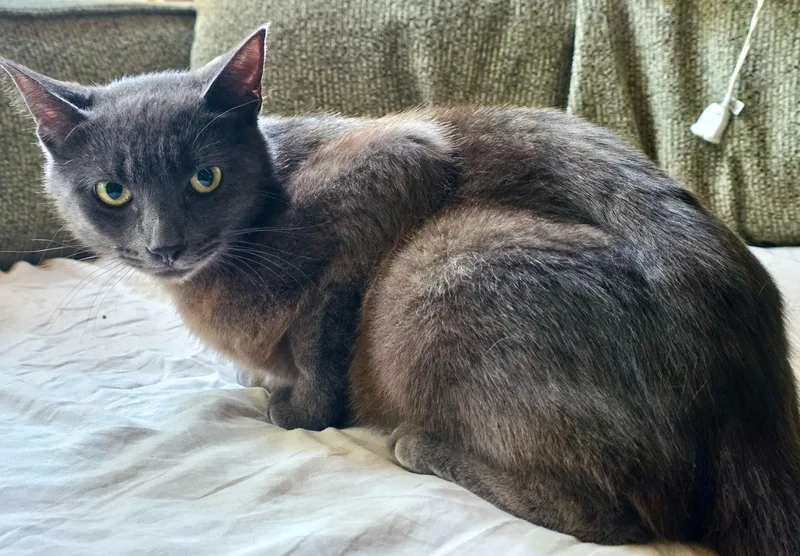 A young medium-sized female Black Domestic Short Hair cat named Emily & Fozzie for adoption in The Dalles, OR