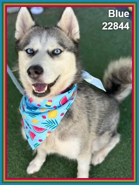 An adult medium-sized female Siberian Husky dog named Blue for adoption in Marietta, GA