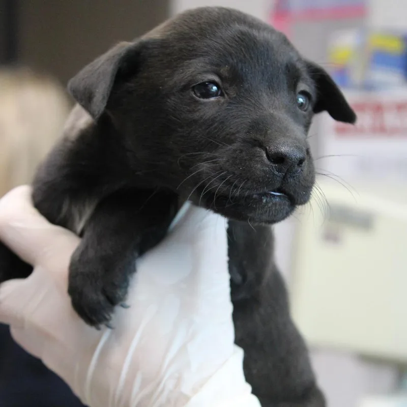 Delta Dairy thumbnail 2