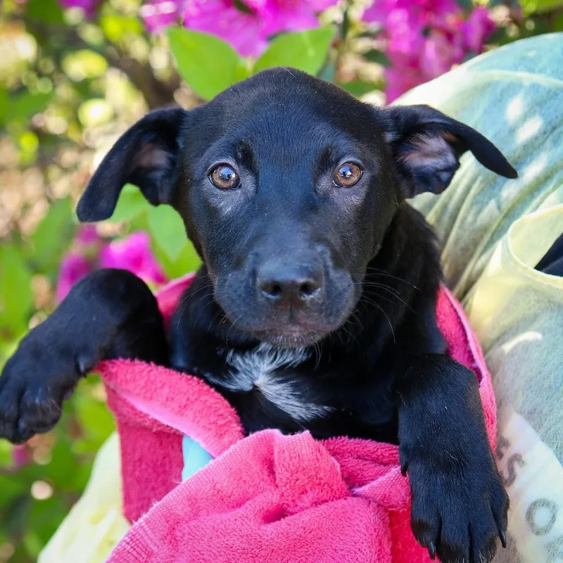 Delta Dairy thumbnail 4