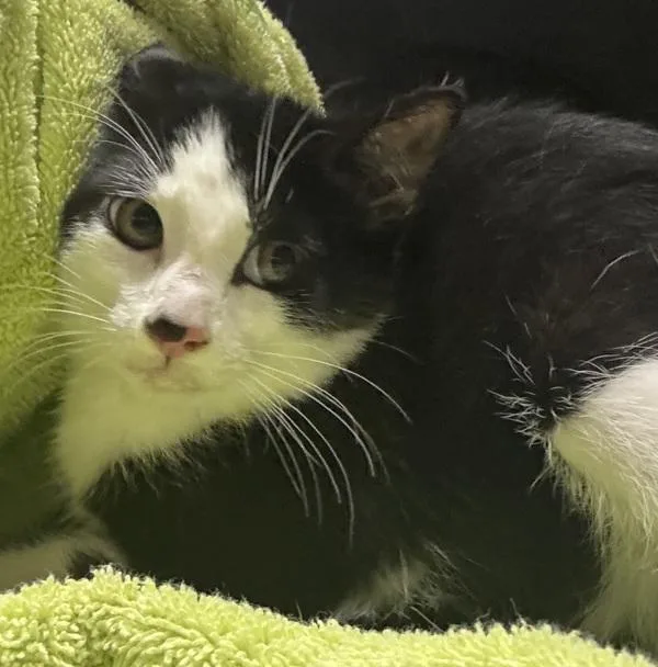 A baby small-sized female Domestic Short Hair cat named Breadfruit for adoption in Escondido, CA