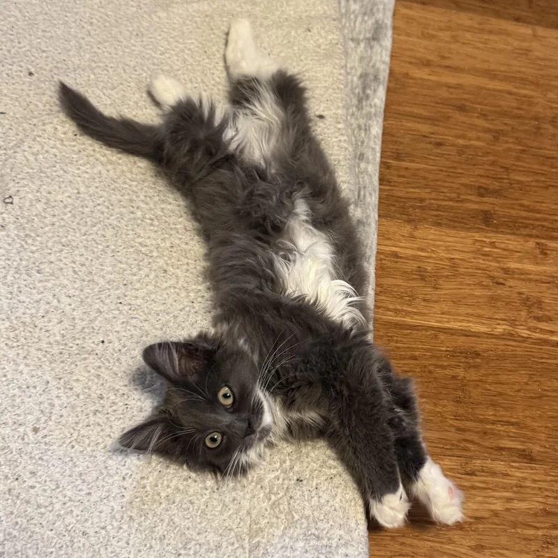A baby small-sized female Gray & White Siberian cat named Stella for adoption in East Northport, NY