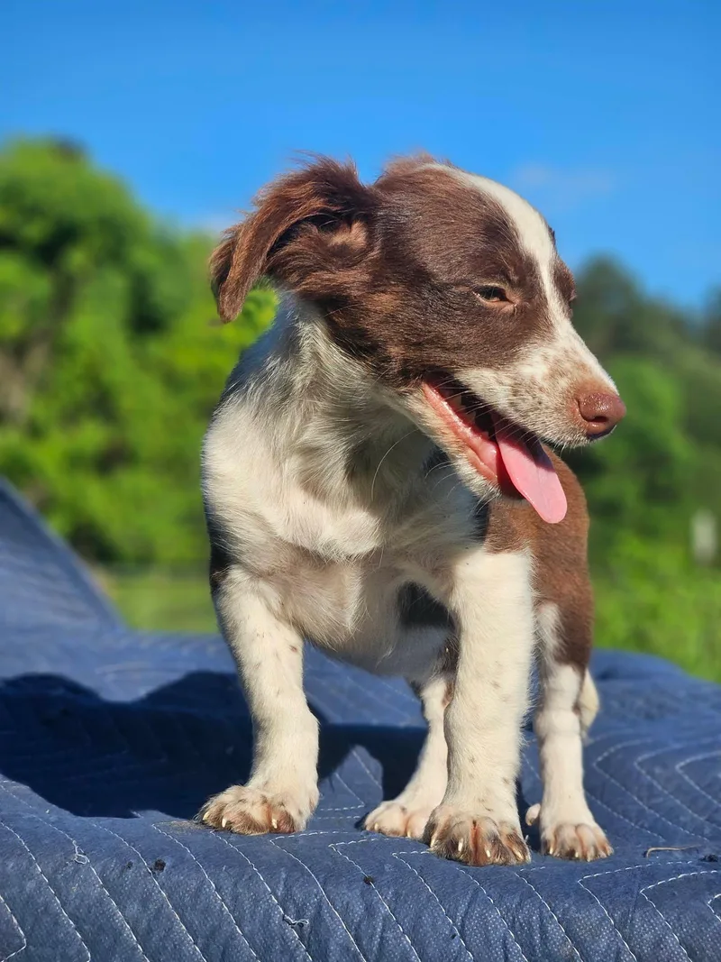 A baby small-sized male Australian Shepherd dog named Rollsroyce Wraith Cars for adoption in Wakefield, RI