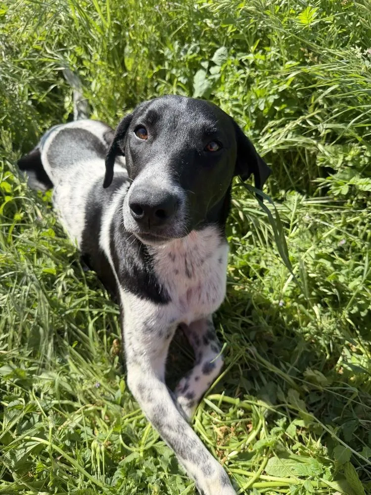 A young large-sized female Hound dog named Truffles for adoption in Stockton, CA
