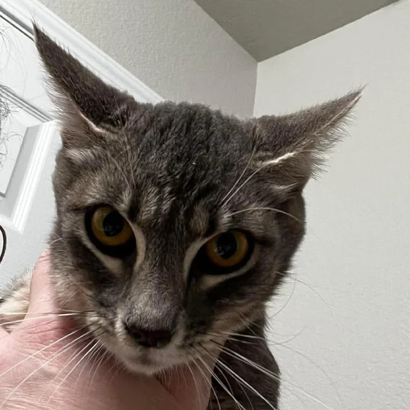 A young small-sized female Gray / Blue / Silver Domestic Short Hair cat named Ragu for adoption in Nampa, ID