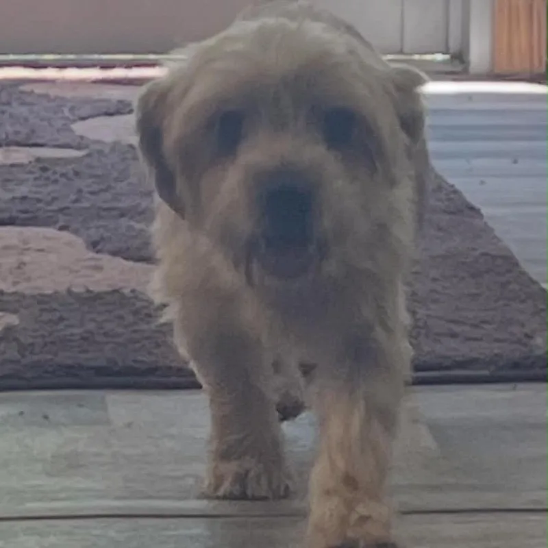 Gus