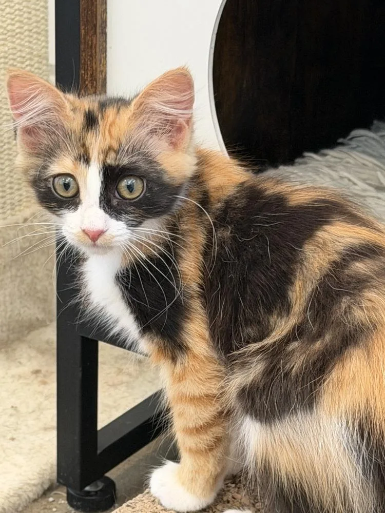 Furrmiddable Fury