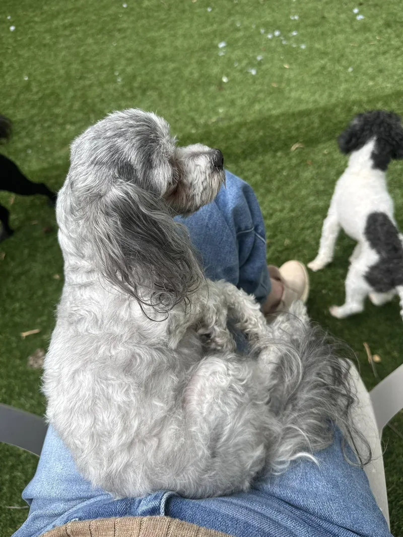 An adult small-sized female Cavalier King Charles Spaniel dog named Cav for adoption in Matthews, NC