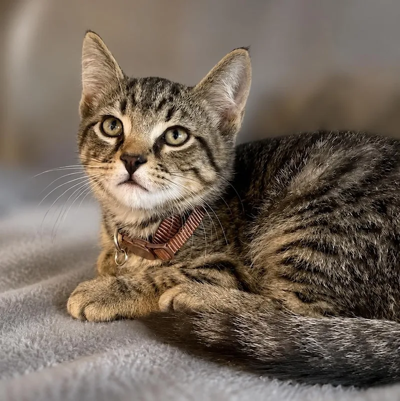 A young medium-sized male Tabby (Brown / Chocolate) Domestic Short Hair cat named Spiderman for adoption in Stafford, VA