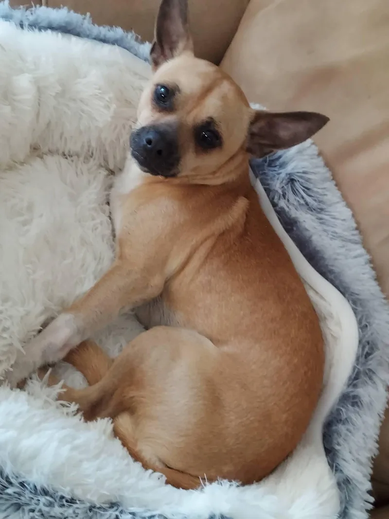 An adult small-sized male Terrier dog named Papacito Chico for adoption in Oakland, CA
