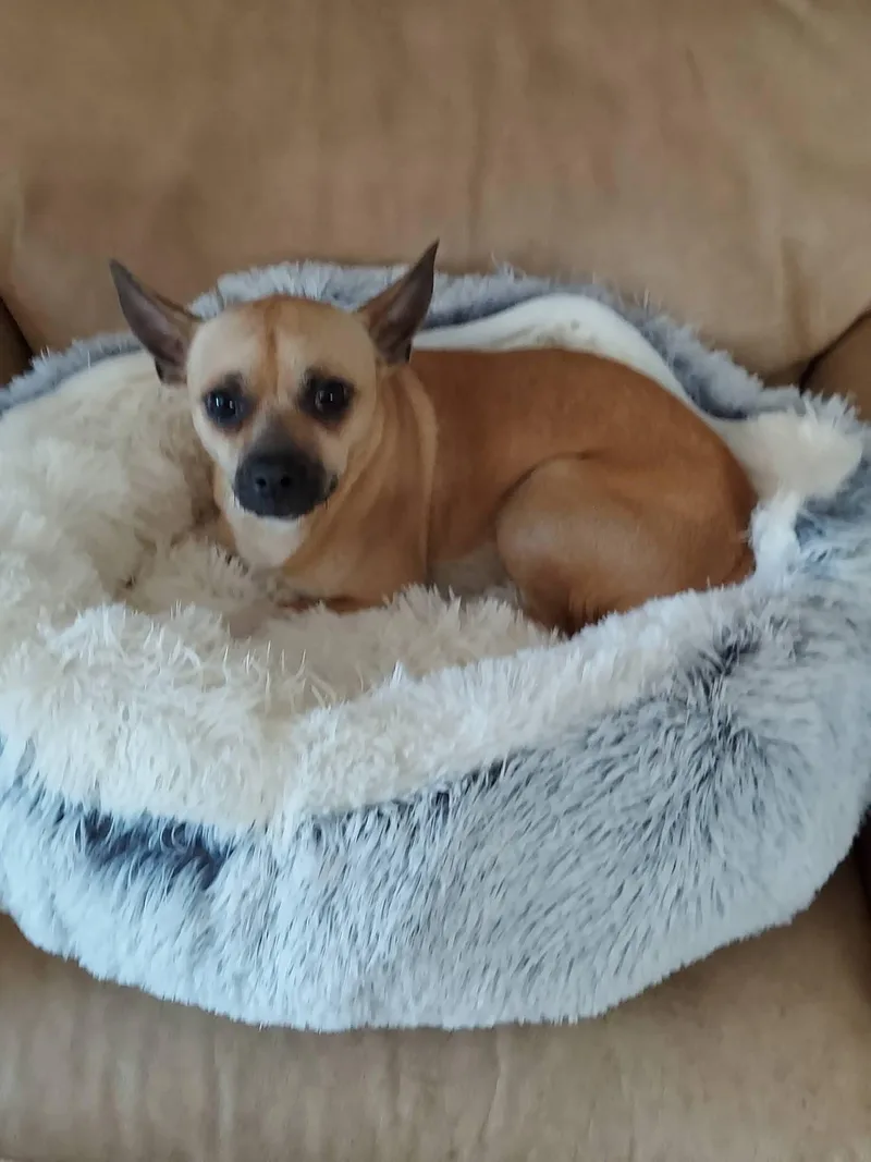 Papacito Chico thumbnail 6