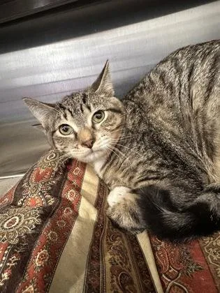 Cinnamon Roll thumbnail 2