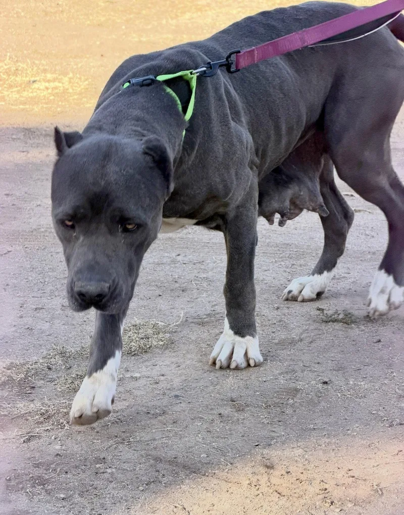 A young medium-sized female Cane Corso dog named Dallas for adoption in Glendale, AZ