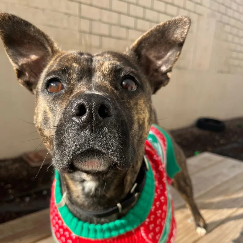 Pink Lady thumbnail 2