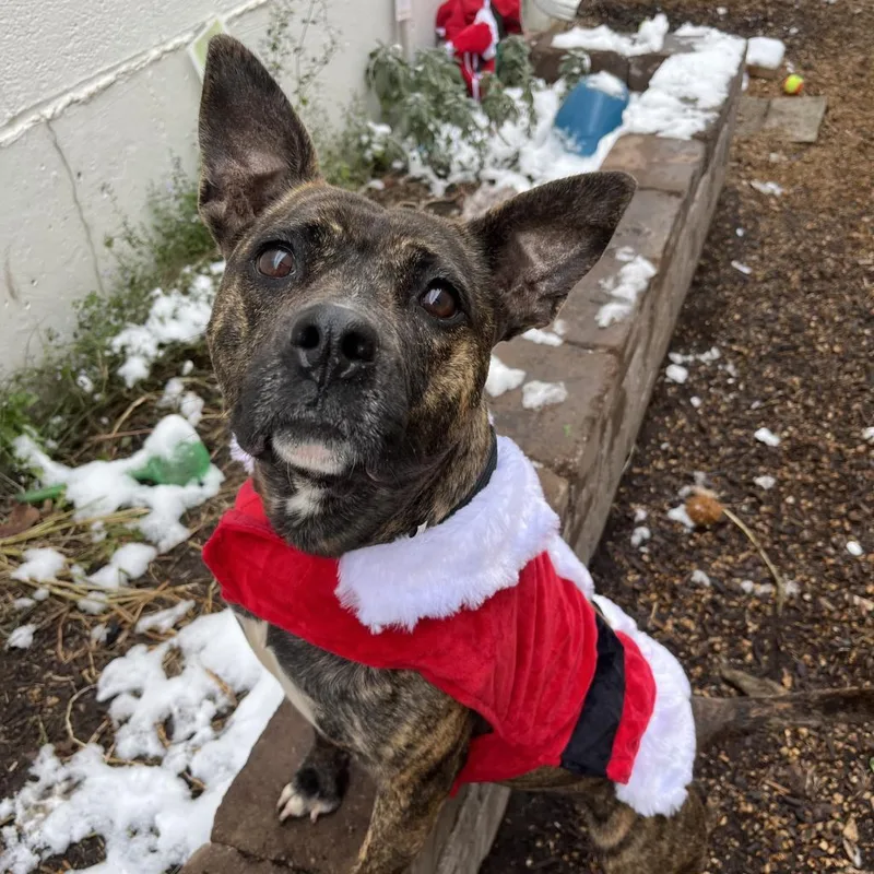 Pink Lady thumbnail 3