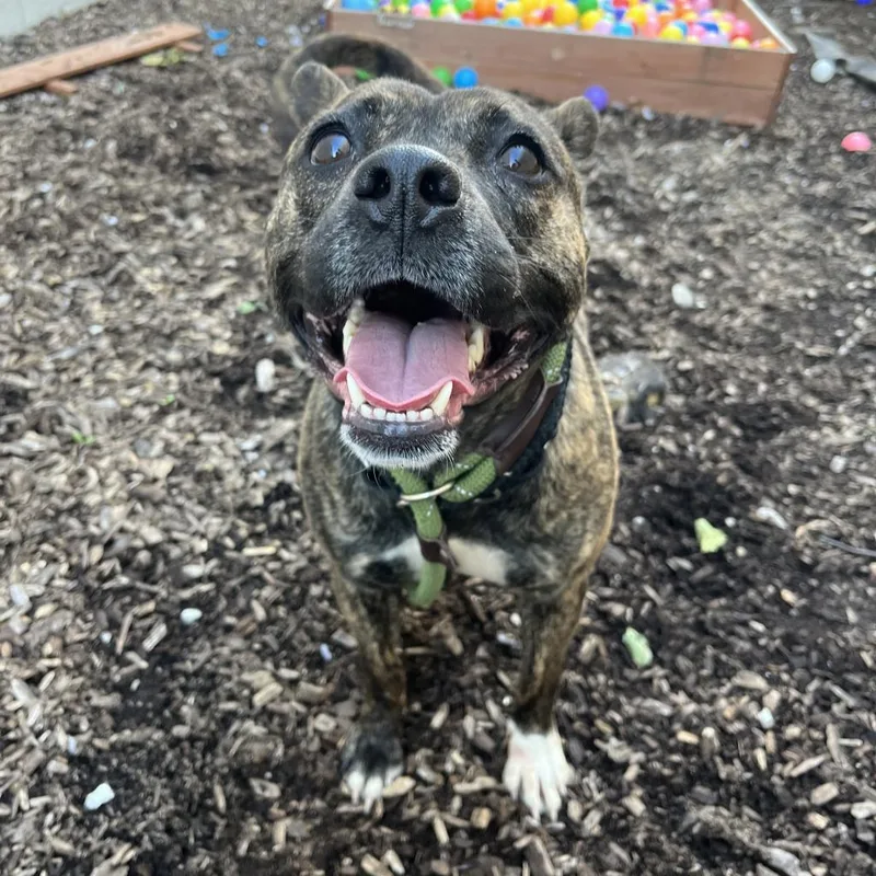 Pink Lady thumbnail 4