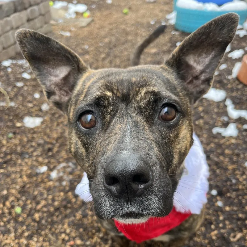 Pink Lady thumbnail 5