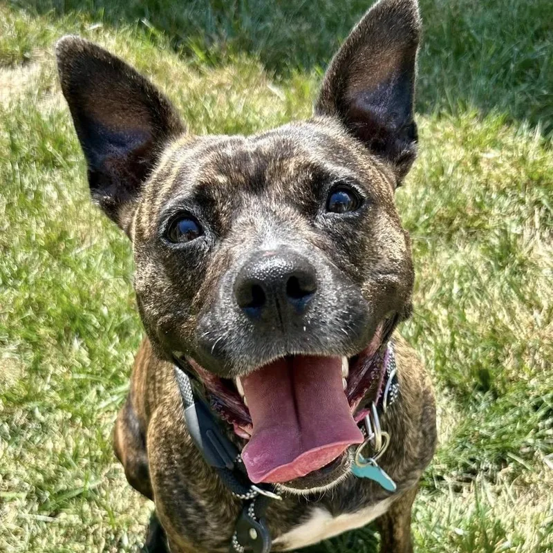 Pink Lady thumbnail 6