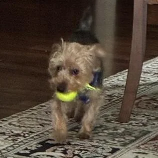 Cooper