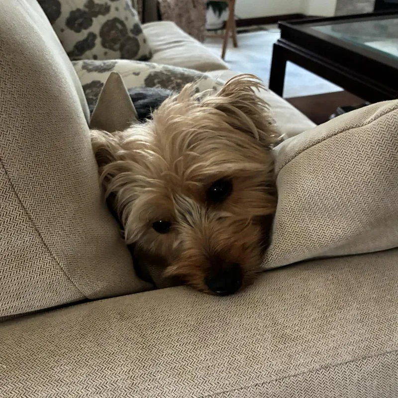 Cooper thumbnail 2