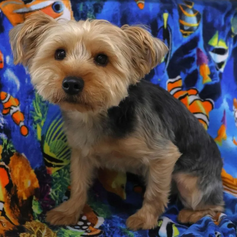 Cooper thumbnail 4